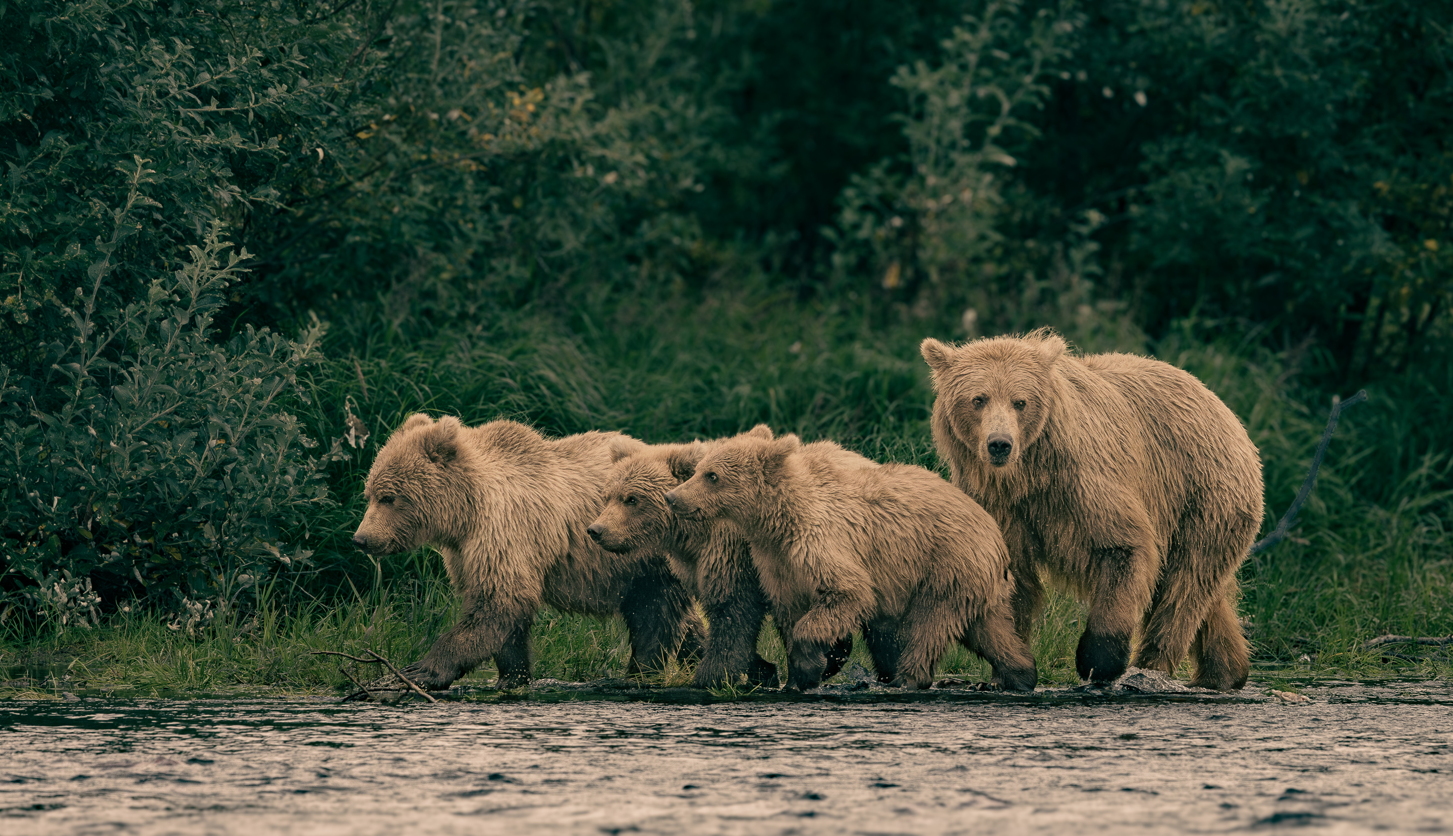 2nd PrizeOpen Nature In Class 3 By Edward Crawford For Away From Danger SEP-2024.jpg